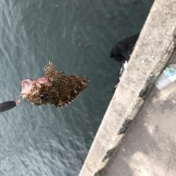 アラカブ数釣り